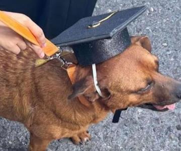 Perrito callejero se gradúa junto a estudiantes en Saltillo