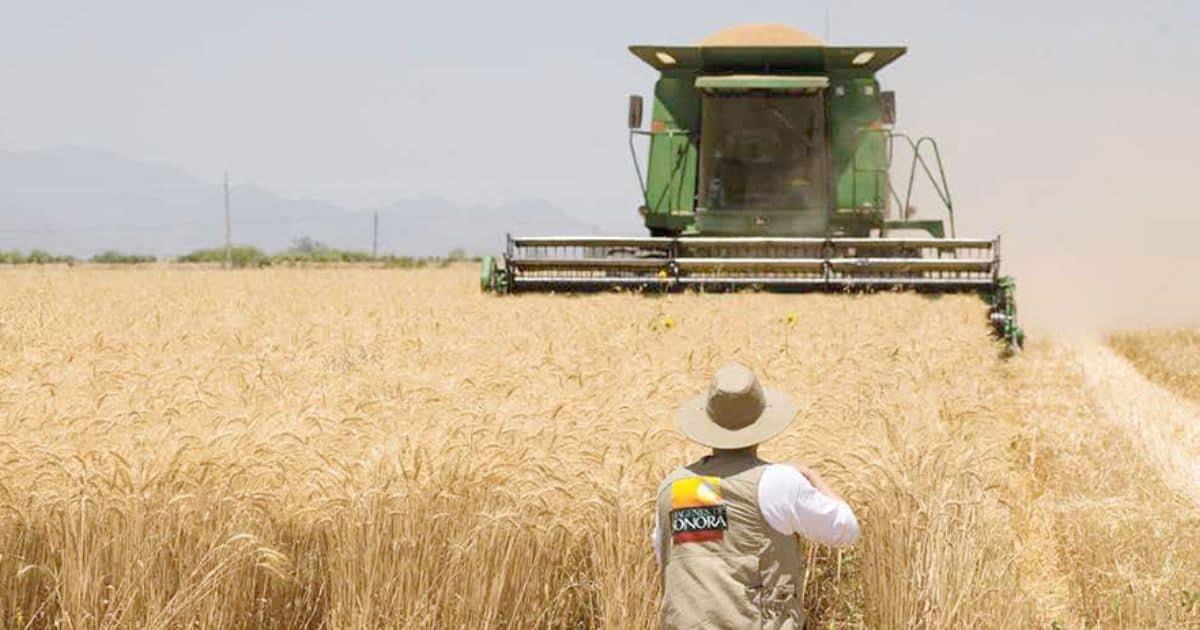 Producción de trigo en Sonora disminuye por caída de precios