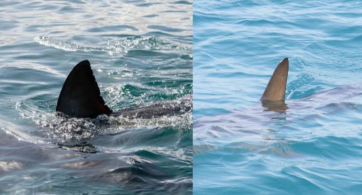 Detectan rastros de cocaína en tiburones