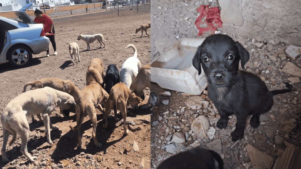 Aumento de perros callejeros en Guaymas genera problema de salud pública