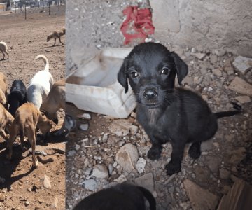 Aumento de perros callejeros en Guaymas genera problema de salud pública