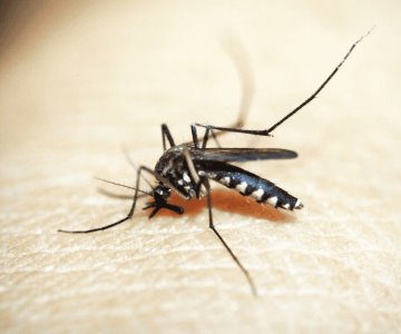 Sonora cierra julio sin dengue