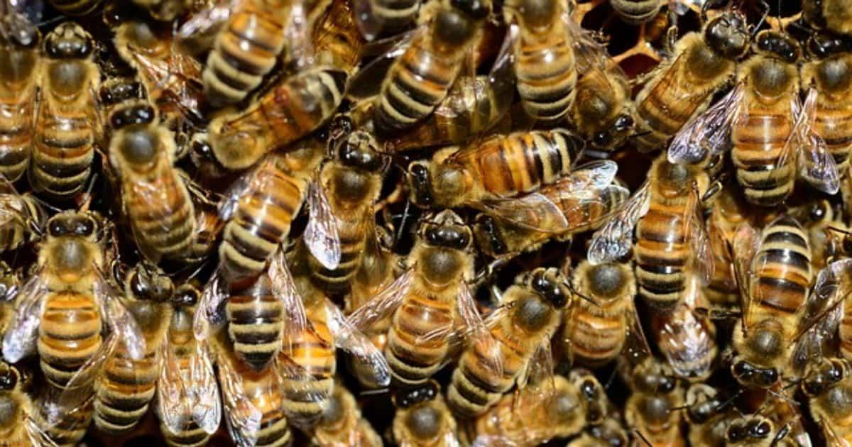 Fallece niño de 6 años al ser atacado por un enjambre de abejas