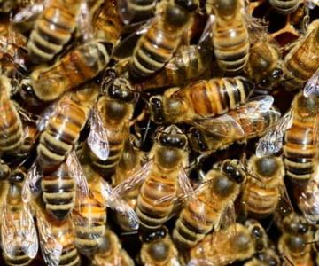 Fallece niño de 6 años al ser atacado por un enjambre de abejas