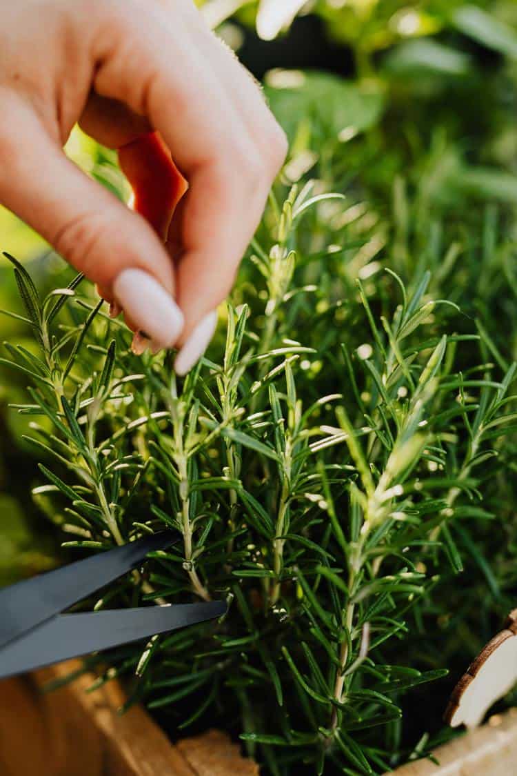 Descubre los secretos de un cabello largo y saludable