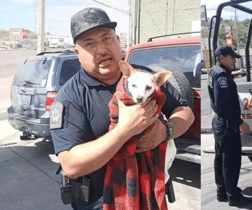 Rescatan a perrita que estuvo encerrada dentro de un vehículo varias horas