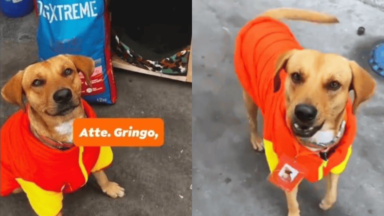 ¡Héroe de cuatro patas! Perrito frustra asalto en gasolinera