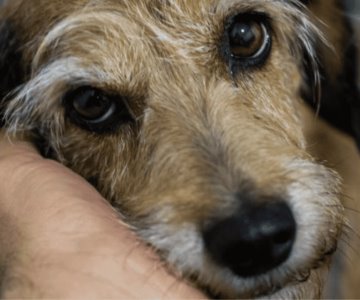 Hombre le quita la vida a un perro a pedradas