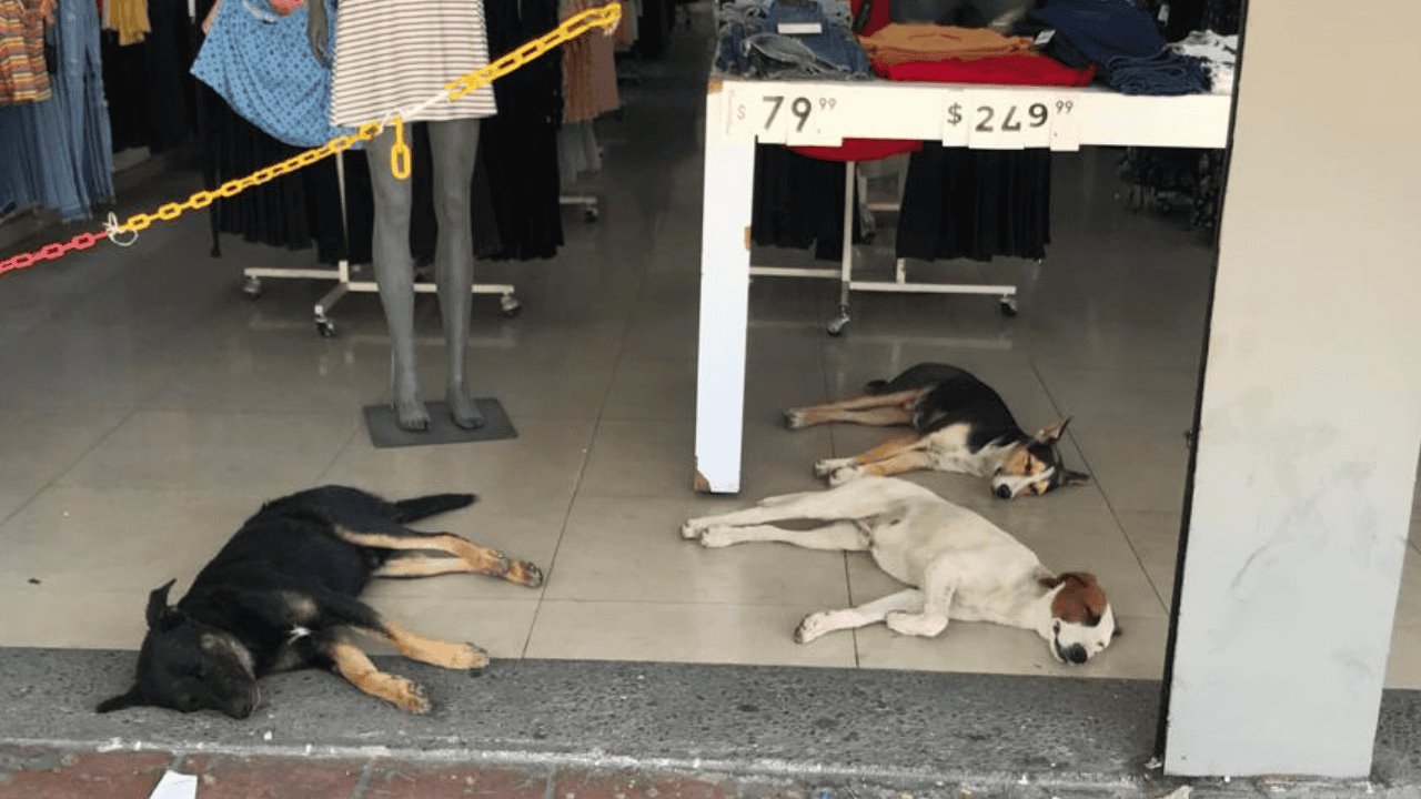 Más de 40 perros se han extraviado esta temporada de lluvias en Hermosillo