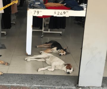 Más de 40 perros se han extraviado esta temporada de lluvias en Hermosillo