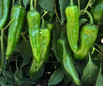 Cae 20% cosecha de chile verde en el estado