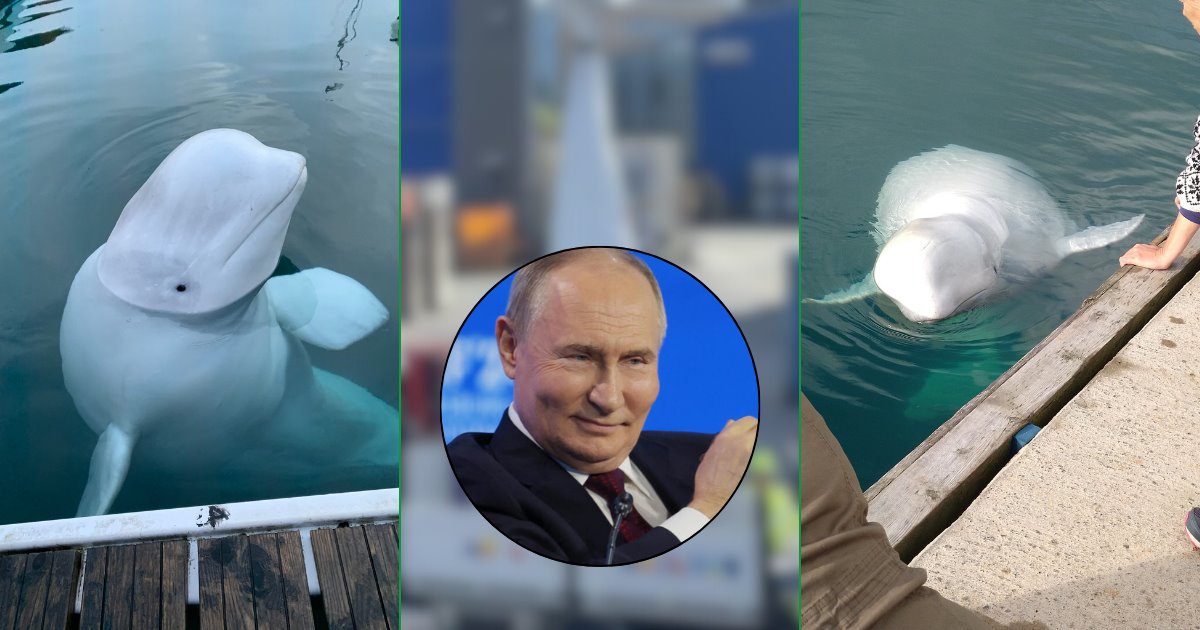 ¿Qué se sabe de la muerte de la beluga espía de Rusia, Hvaldimir?