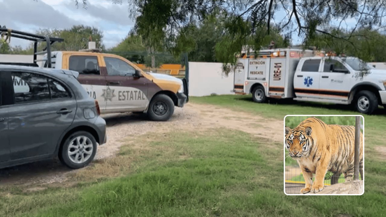 Tigre se escapa de zoológico en Reynosa