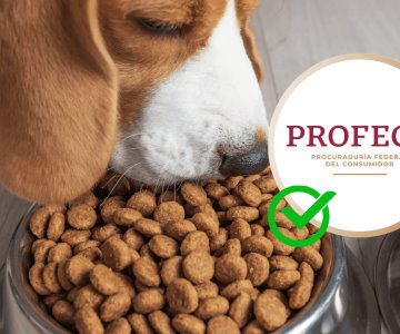 Estas son las mejores marcas de croquetas para perritos en México