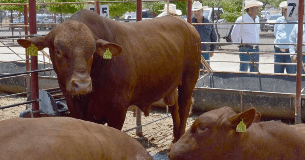 Ganaderos de Sonora baten récord en exportaciones a Estados Unidos