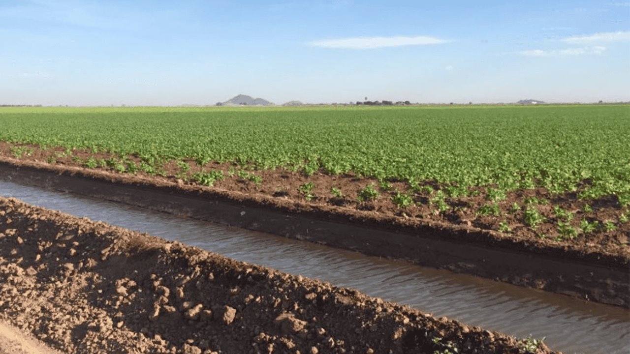 Advierte Conagua reducción en áreas de cultivo tras baja captación de agua