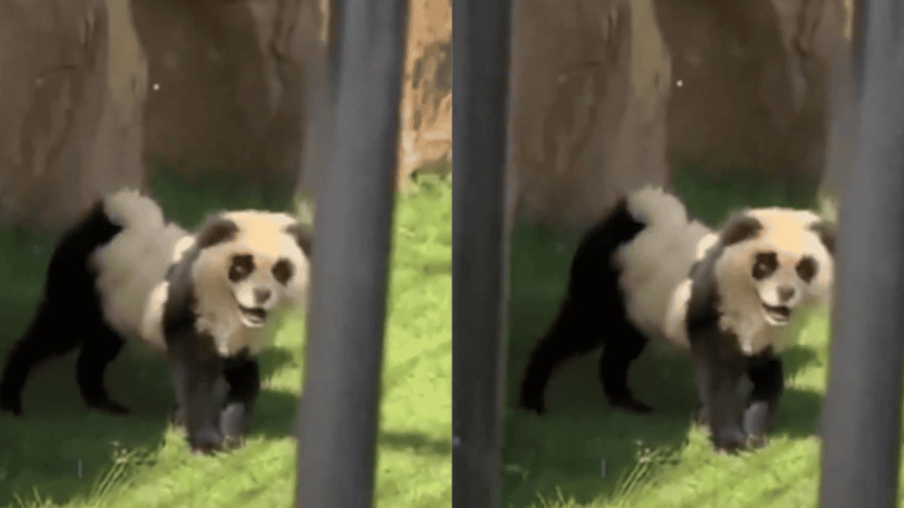 VIDEO | ¡No eran osos panda! Zoológico causa polémica al disfrazar a perros