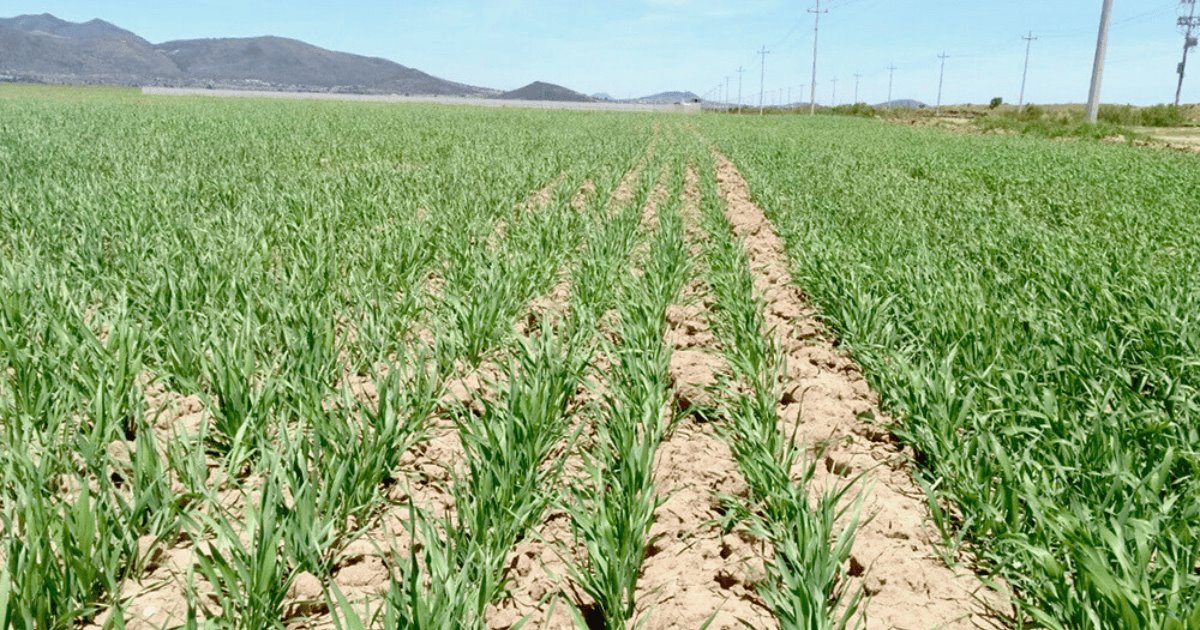 Sequía prolongada pone en jaque al Valle del Yaqui