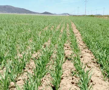 Sequía prolongada pone en jaque al Valle del Yaqui