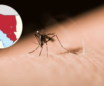 Sonora llega a 115 casos de dengue; sur del estado con más casos