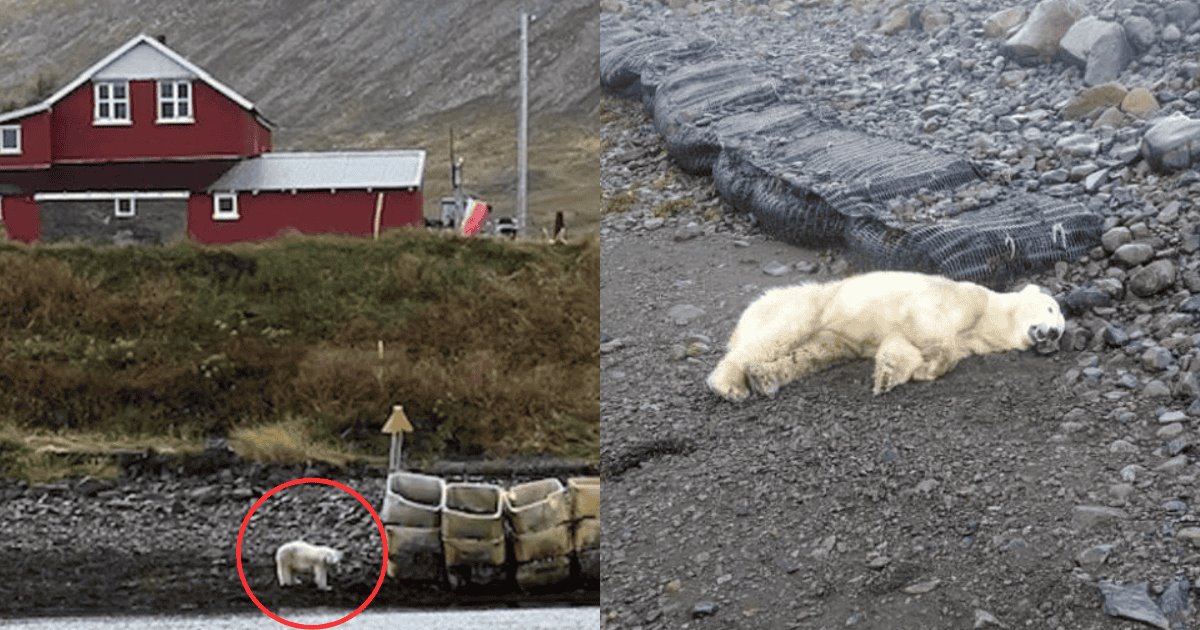 Abaten a oso polar en Islandia tras considerarlo una amenaza