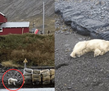 Abaten a oso polar en Islandia tras considerarlo una amenaza