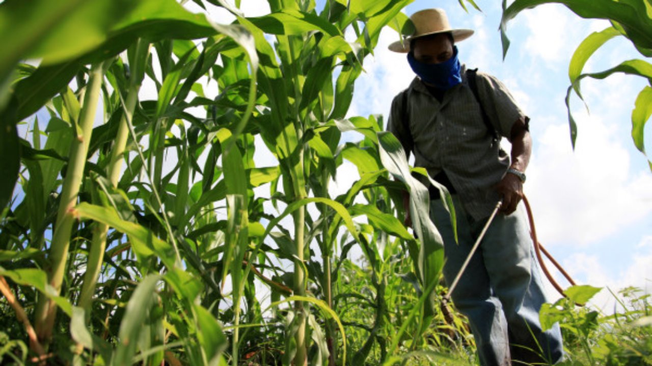 Lanzarán curso técnico en agricultura sustentable en Sonora y Sinaloa