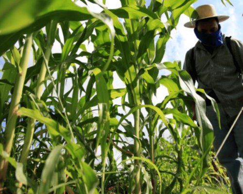 Lanzarán curso técnico en agricultura sustentable en Sonora y Sinaloa