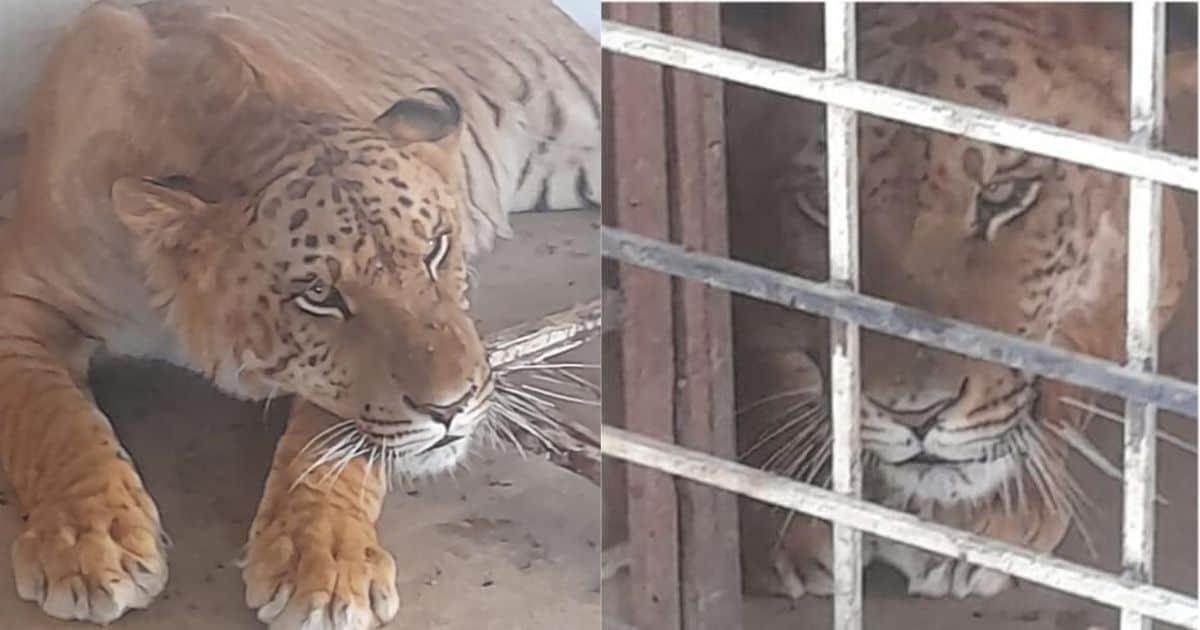 Encuentran un ligre durante cateo en una vivienda en Chihuahua