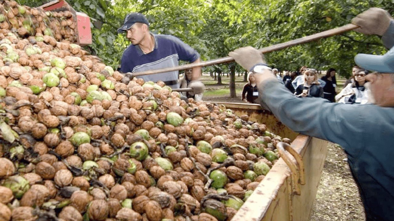 Sequía obliga a agricultores a trabajar en el norte de Sonora