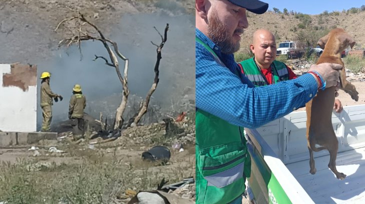 Rescatan en incendio a perrito abandonado