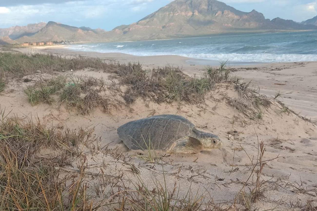 Llegan las tortugas a desovar a Guaymas