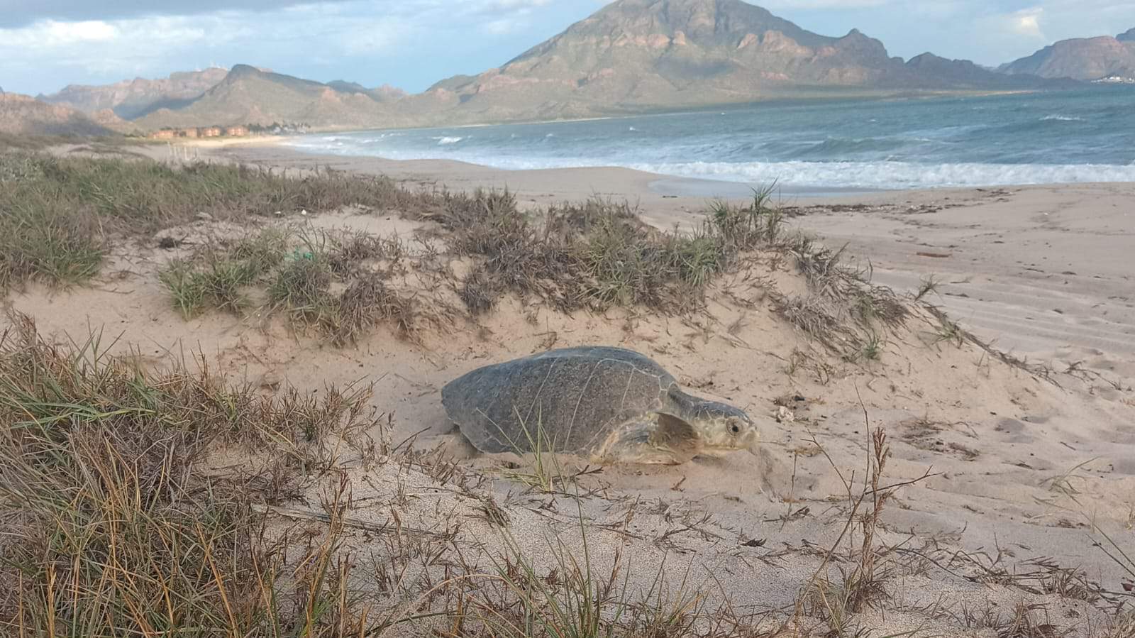 Llegan las tortugas a desovar a Guaymas