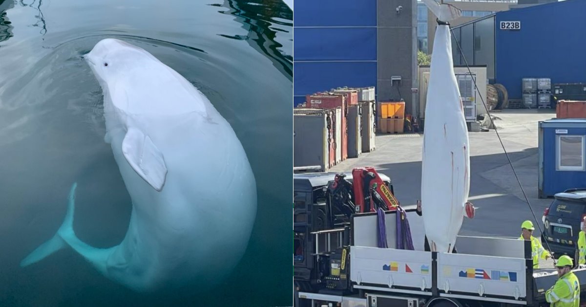 Autopsia revela causa de muerte de Hvaldimir, beluga espía rusa