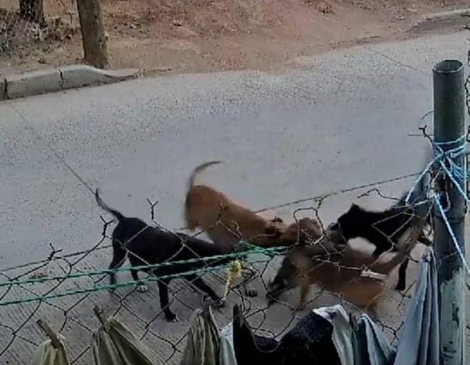 Sancionarán a dueños de mascotas agresivas