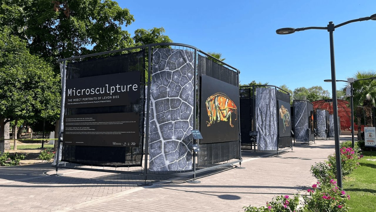 Inauguran exposición Insectus en el Parque Madero