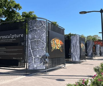 Inauguran exposición Insectus en el Parque Madero