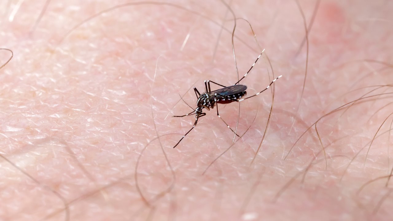 Sigue al alza el dengue en Sonora: confirman 84 casos en una semana