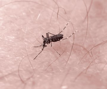 Sigue al alza el dengue en Sonora: confirman 84 casos en una semana