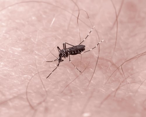 Sigue al alza el dengue en Sonora: confirman 84 casos en una semana