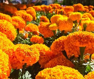 El cempasúchil: más que una flor, un símbolo de la cultura mexicana