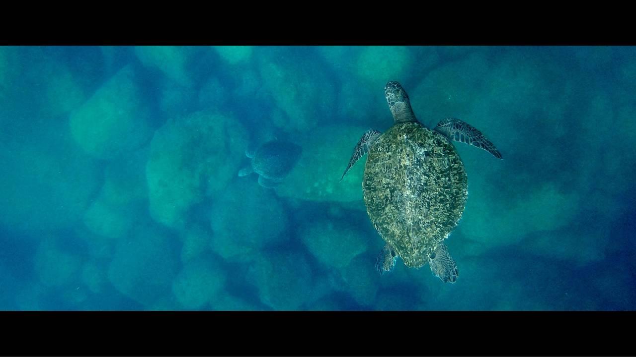 Estrenarán documental sonorense El Llanto de las Tortugas en Hermosillo