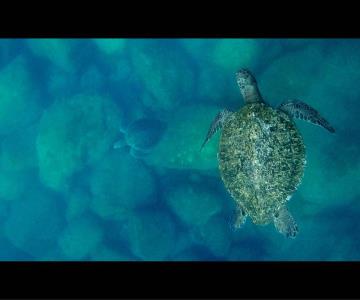 Estrenarán documental sonorense El Llanto de las Tortugas en Hermosillo