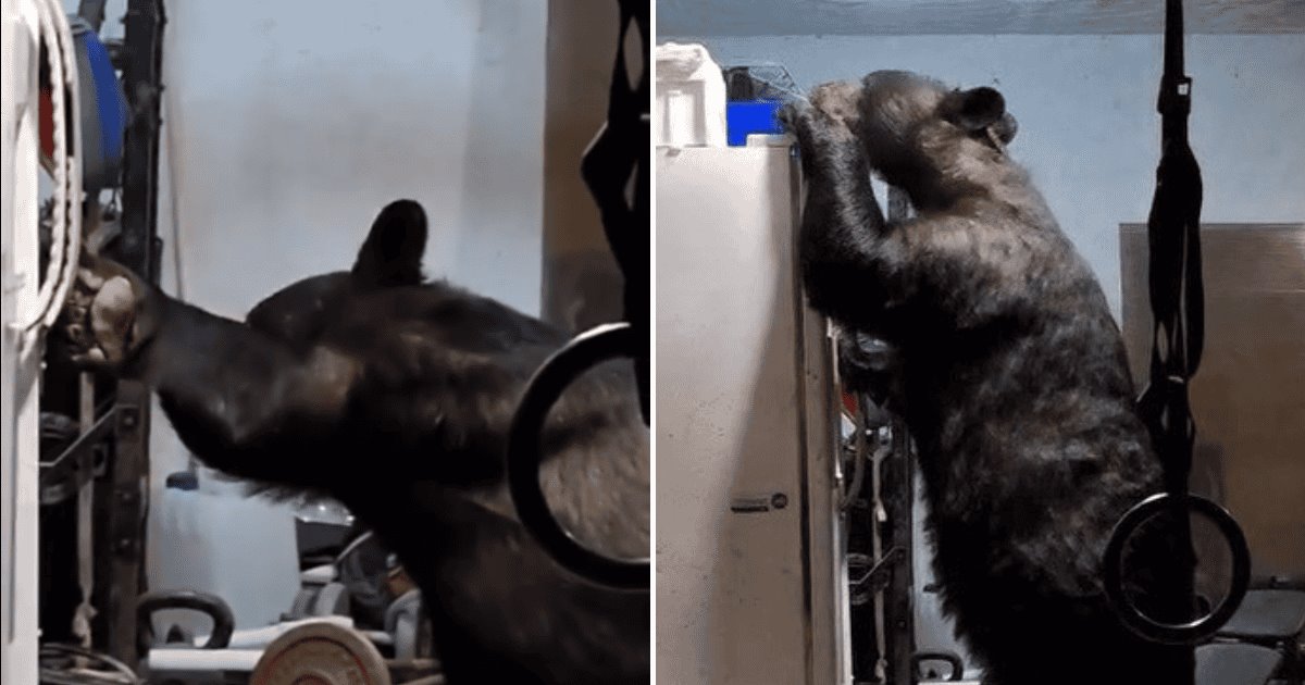 VIDEO | Oso intruso intenta abrir refrigerador en una casa de San Pedro