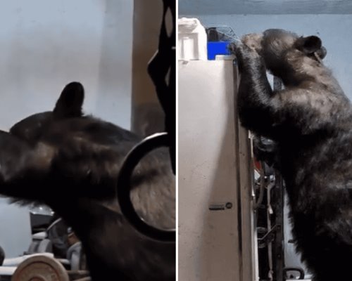 VIDEO | Oso intruso intenta abrir refrigerador en una casa de San Pedro