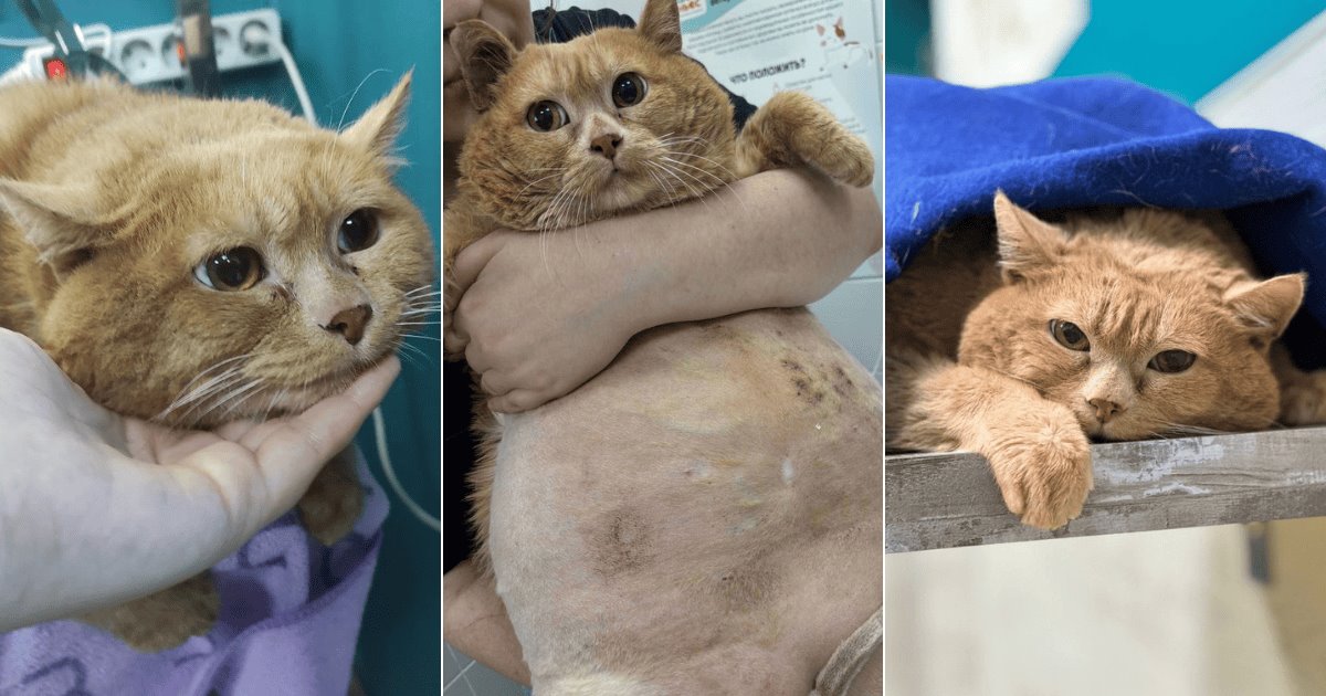 Muere Kroshik, el gato ruso de 17 kilos que se hizo viral en redes sociales