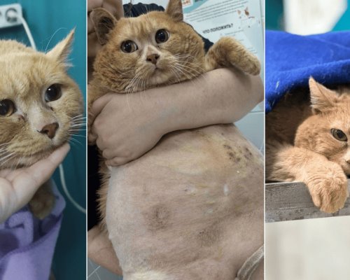 Muere Kroshik, el gato ruso de 17 kilos que se hizo viral en redes sociales