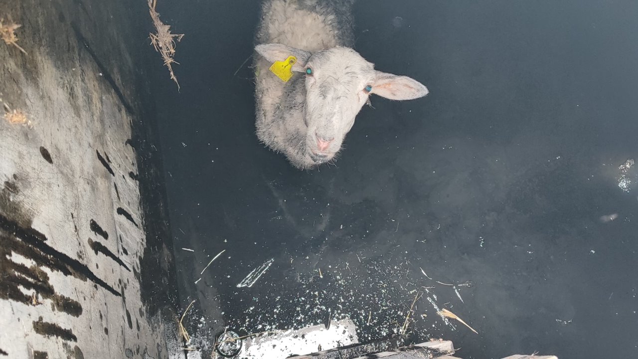 Rescatan a borrega que cayó a cisterna