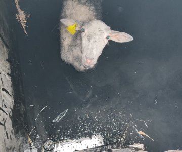 Rescatan a borrega que cayó a cisterna