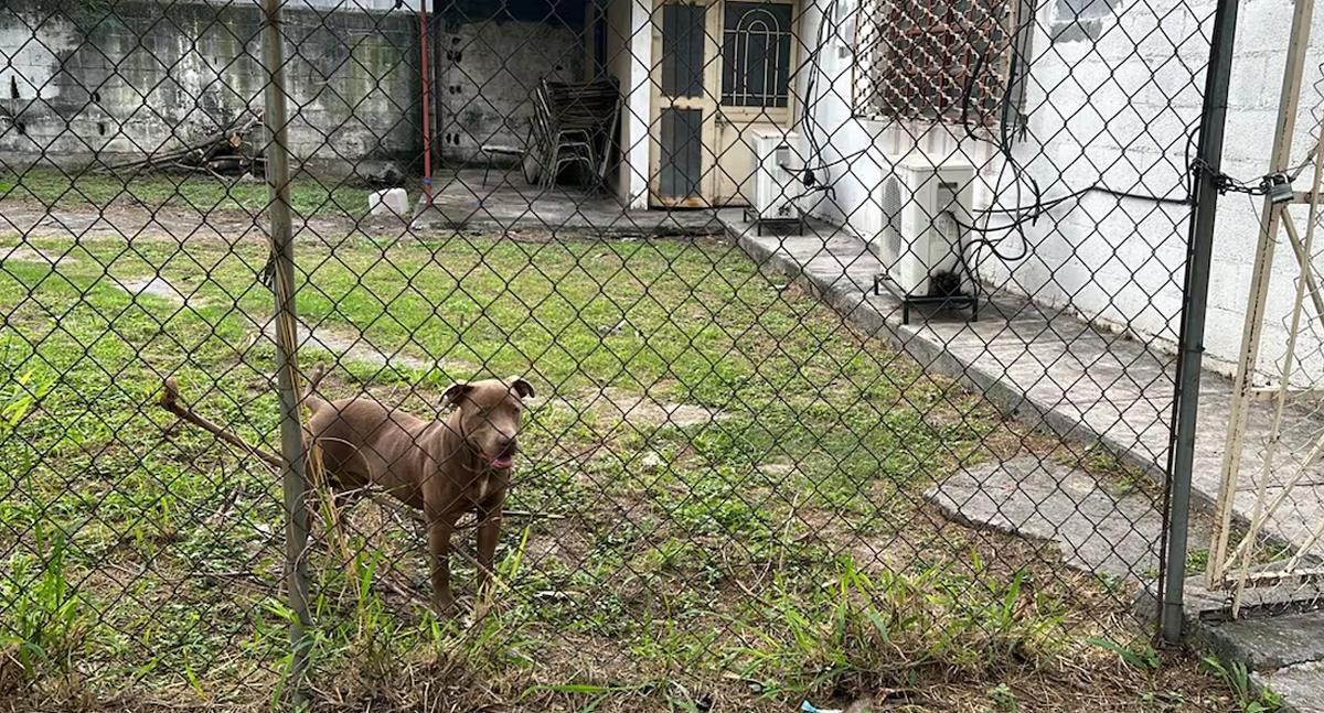 Ataque de perro Pitbull en secundaria deja seis estudiantes lesionados